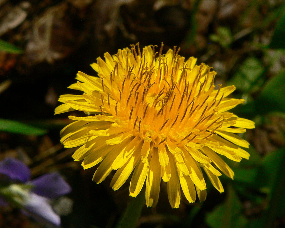Dandelion herb growing successfully in a large garden pot