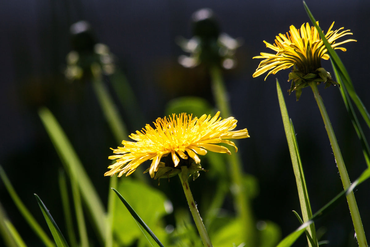 Close-up of Dandelion taproot, important for herbal and medicinal use