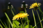 Close-up of Dandelion taproot, important for herbal and medicinal use