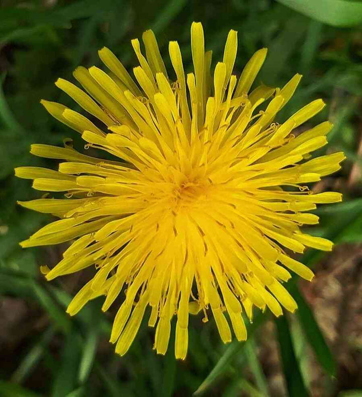 Yellow Dandelion Flower Seeds for Planting - 100