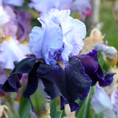 Dangerous Mood Tall Bearded Iris