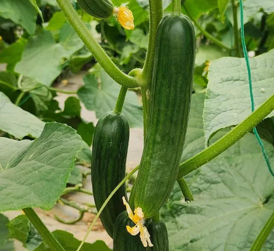 Dark Green High Quality Dutch Type Cucumber For Sowing heirloom non-gmo organic garden seeds