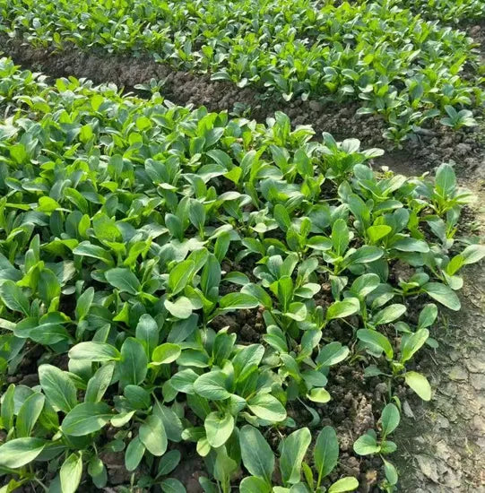 Dark Green Suitable For Open Field Spinach heirloom non-gmo organic garden seeds