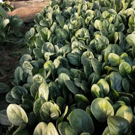Dark Green Suitable For Open Field Spinach – Heirloom, Non-GMO, High Germination Organic Garden Seeds