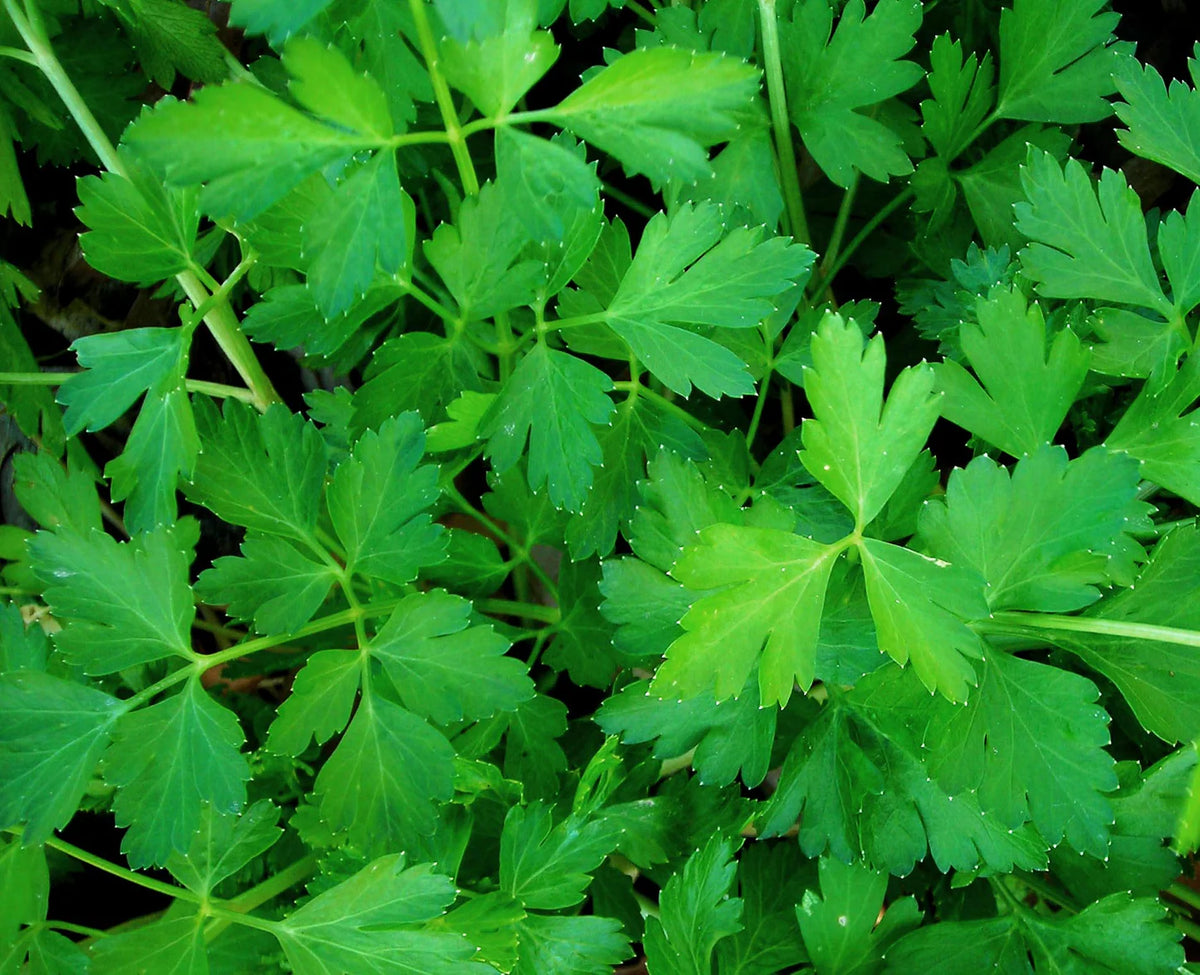 Dark Green Flat-Leaf Parsley growing successfully in an outdoor container.