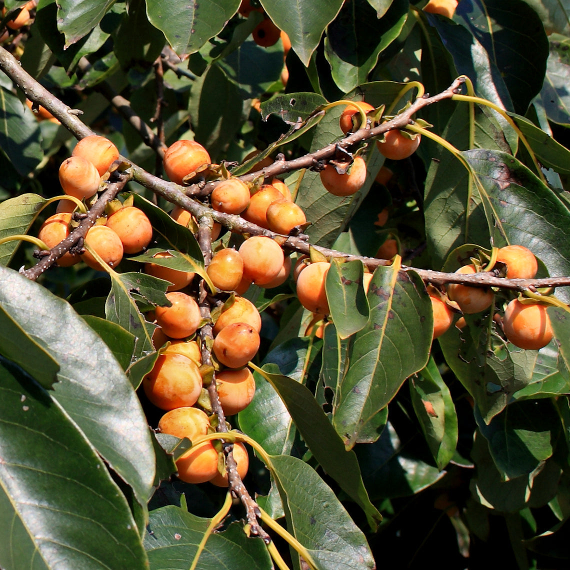 Date Plum (Diospyros lotus)