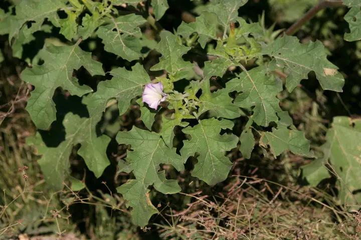 Mix Quercifolia Flower Seeds for Planting - NON GMO Seeds Dhara Seeds
