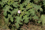 Mix Quercifolia Flower Seeds for Planting - NON GMO Seeds Dhara Seeds