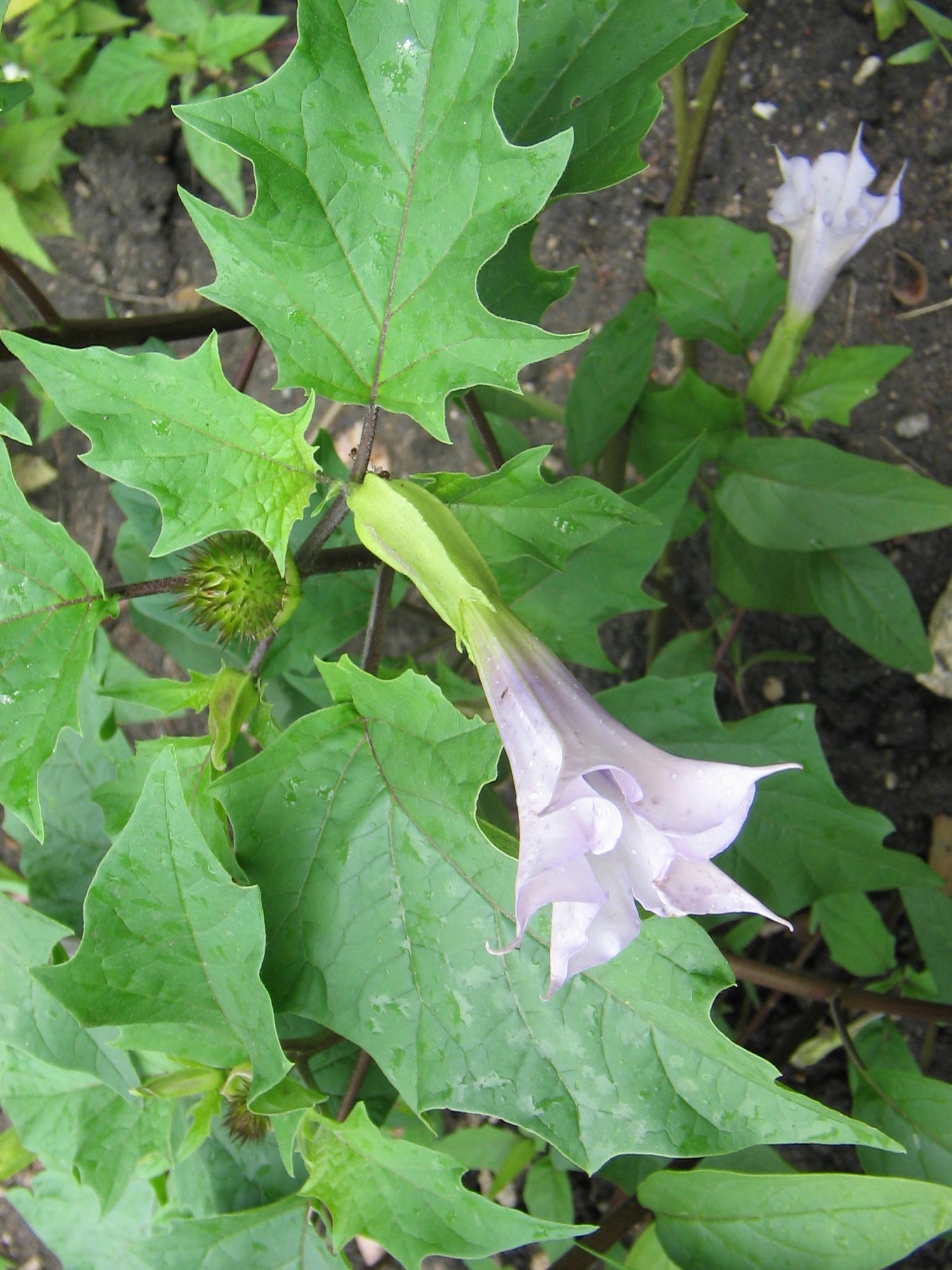 Datura Plant