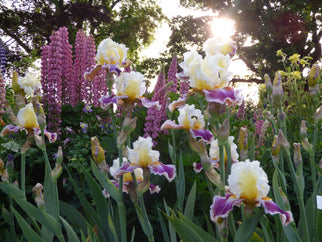 Dawn Eternal Tall Bearded Iris