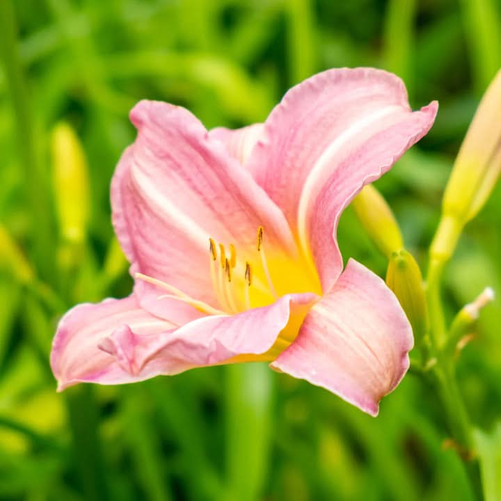 Daylily Flower Seeds for Planting