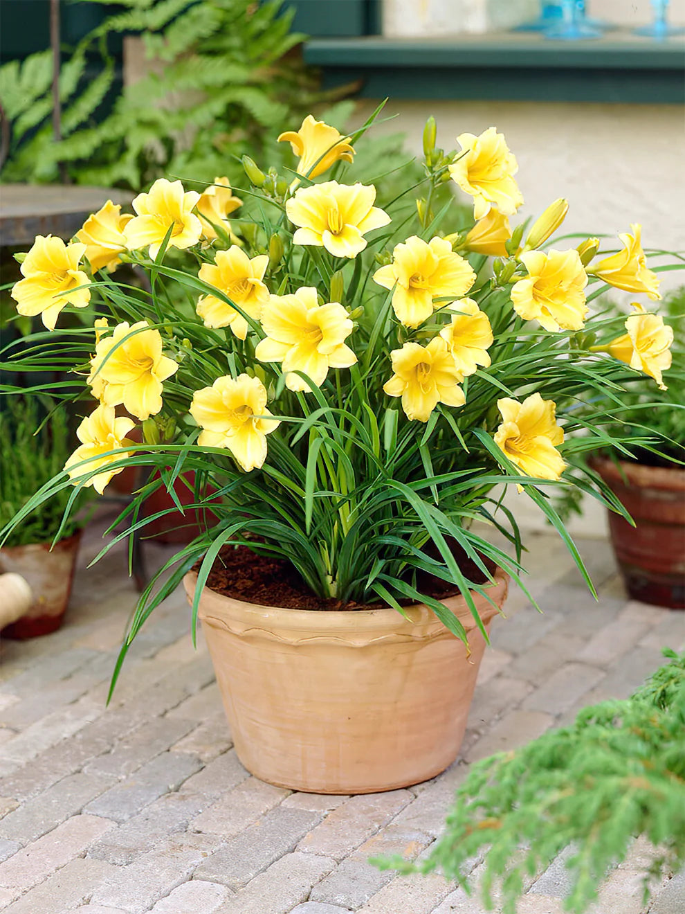 Hemerocallis Stella de Oro