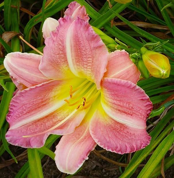 Daylily Flower Seeds for Planting