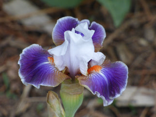 Dazzling Intermediate Iris