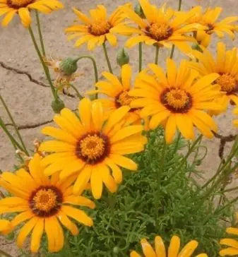 Decorative Flower, Bulk Planting, Rock Garden, High Quality Variety Ursinina – Heirloom, Non-GMO, High Germination Organic Garden Seeds