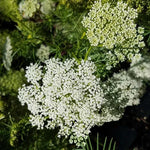 Decorative Flower, Heat Intolerant, Terminal Growth, Ammi Majus, Annual Herb Flower heirloom non-gmo organic garden seeds