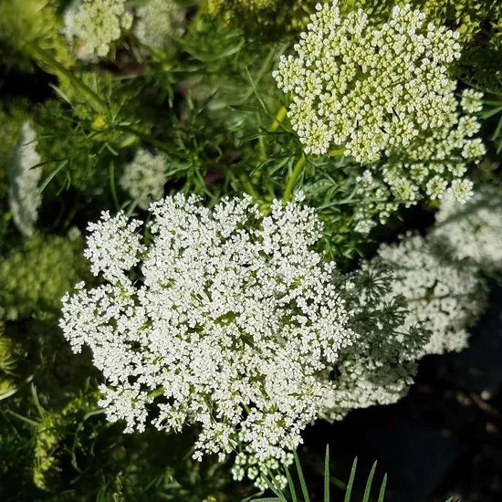 Decorative Flower, Heat Intolerant, Terminal Growth, Ammi Majus, Annual Herb Flower heirloom non-gmo organic garden seeds