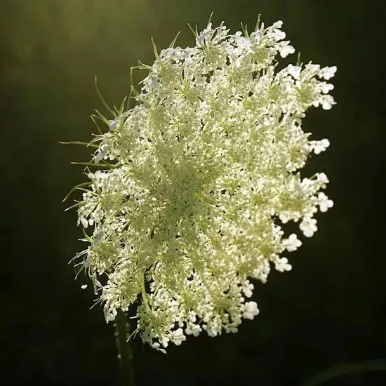Decorative Flower, Heat Intolerant, Terminal Growth, Ammi Majus, Annual Herb Flower – Heirloom, Non-GMO, High Germination Organic Garden Seeds