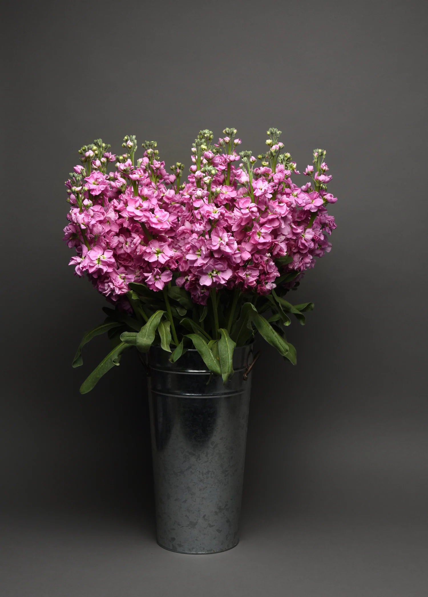 Close-up of delicate blooming rose-pink Forget-Me-Not flowers with yellow centers.