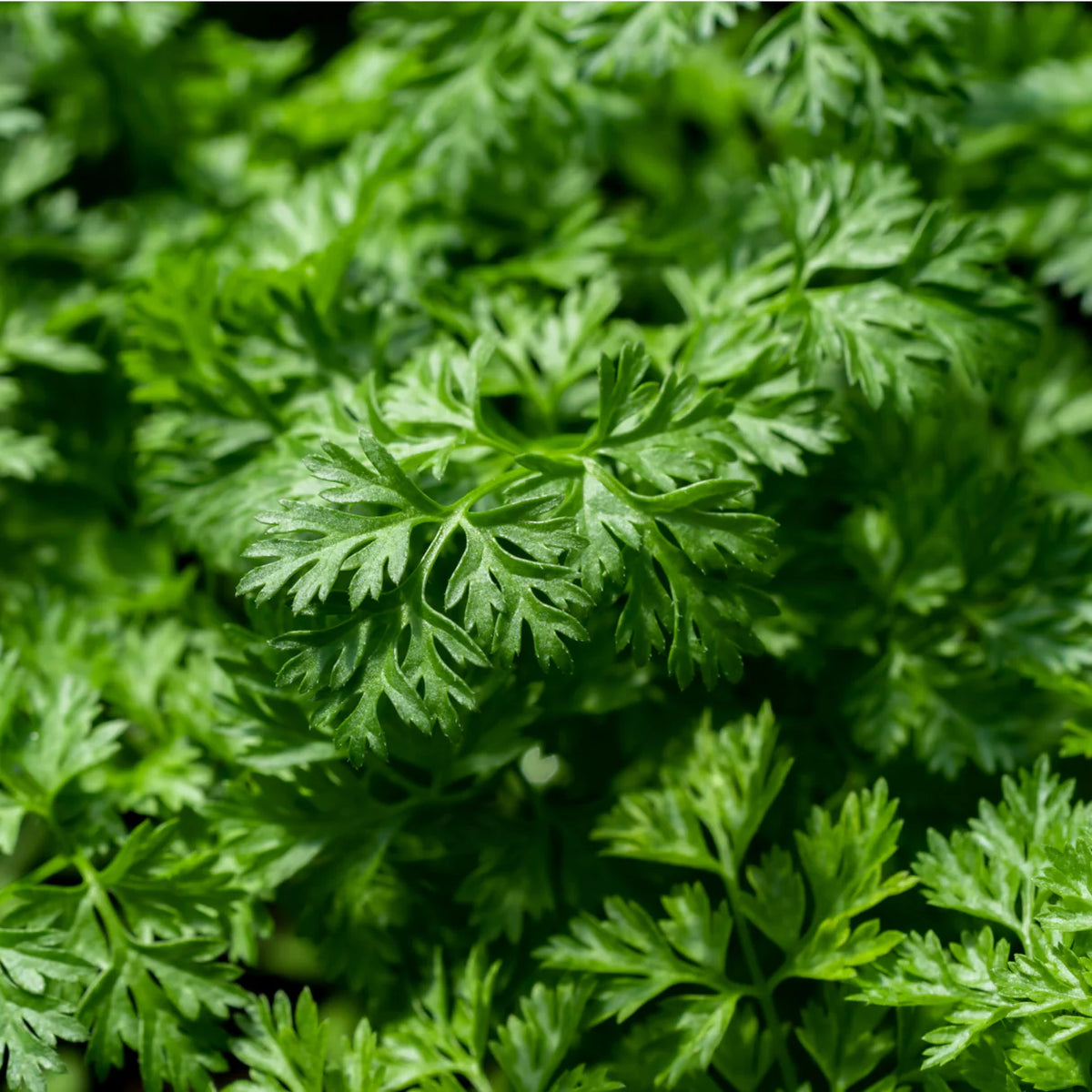 Delicate culinary herb_Chervil_harvest_cool-season
