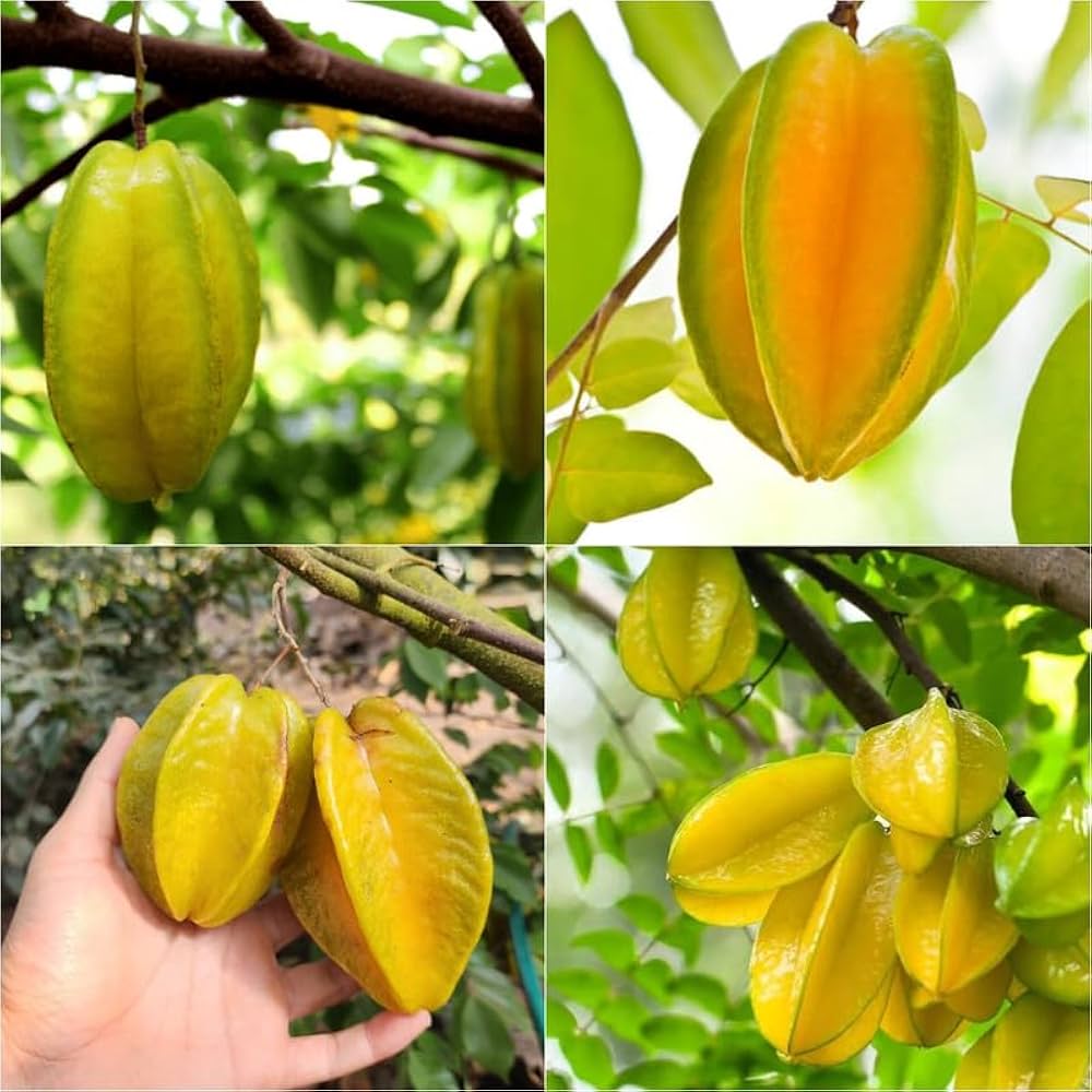 Delicious Star Fruit seeds packet Non-GMO for tropical garden