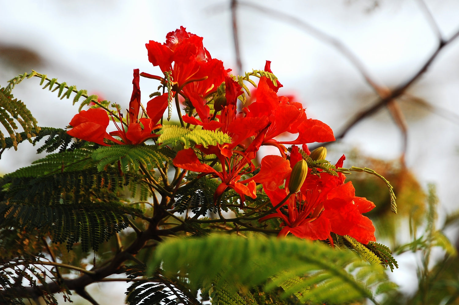 Delonix Regia