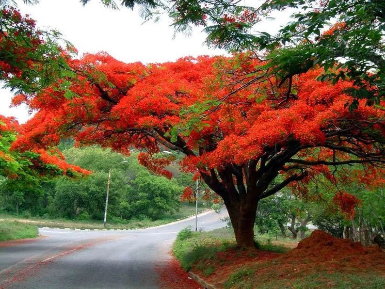 Red Jacaranda Flowering Tree Seeds For Planting out side to Decorate Your area Brightening