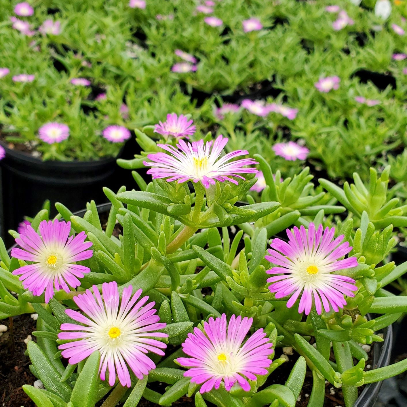 Delosperma Violet Wonder Iceplant