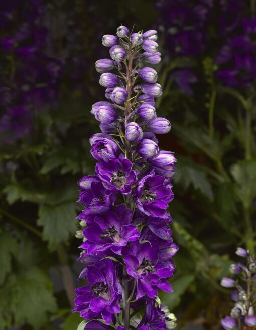 Delphinium Elatum Delphina Dark Blue Black Bee heirloom non-gmo organic garden seeds