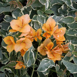 Delta Dawn Bougainvillea Flower Seeds for Planting - Heirloom and Non-GMO Garden seeds for planting in home garden
