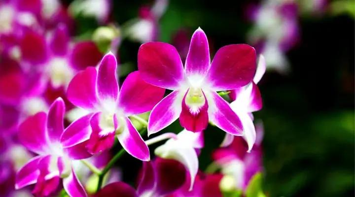 Dendrobium Flower Seeds Lavender for Planting, NON GMO Seeds Dhara Seeds