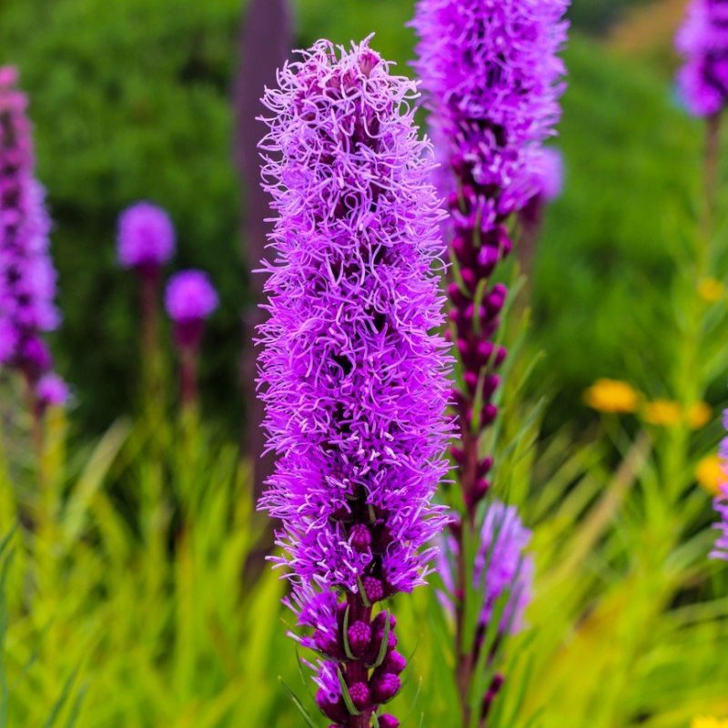 Blazing Star Liatris spicata Marsh Flowering Seeds For Planting in backyard pollinator garden beds