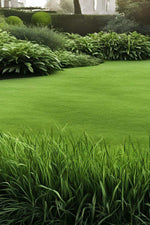 Dense durable green coverage_Tall Fescue_lawns and landscapes