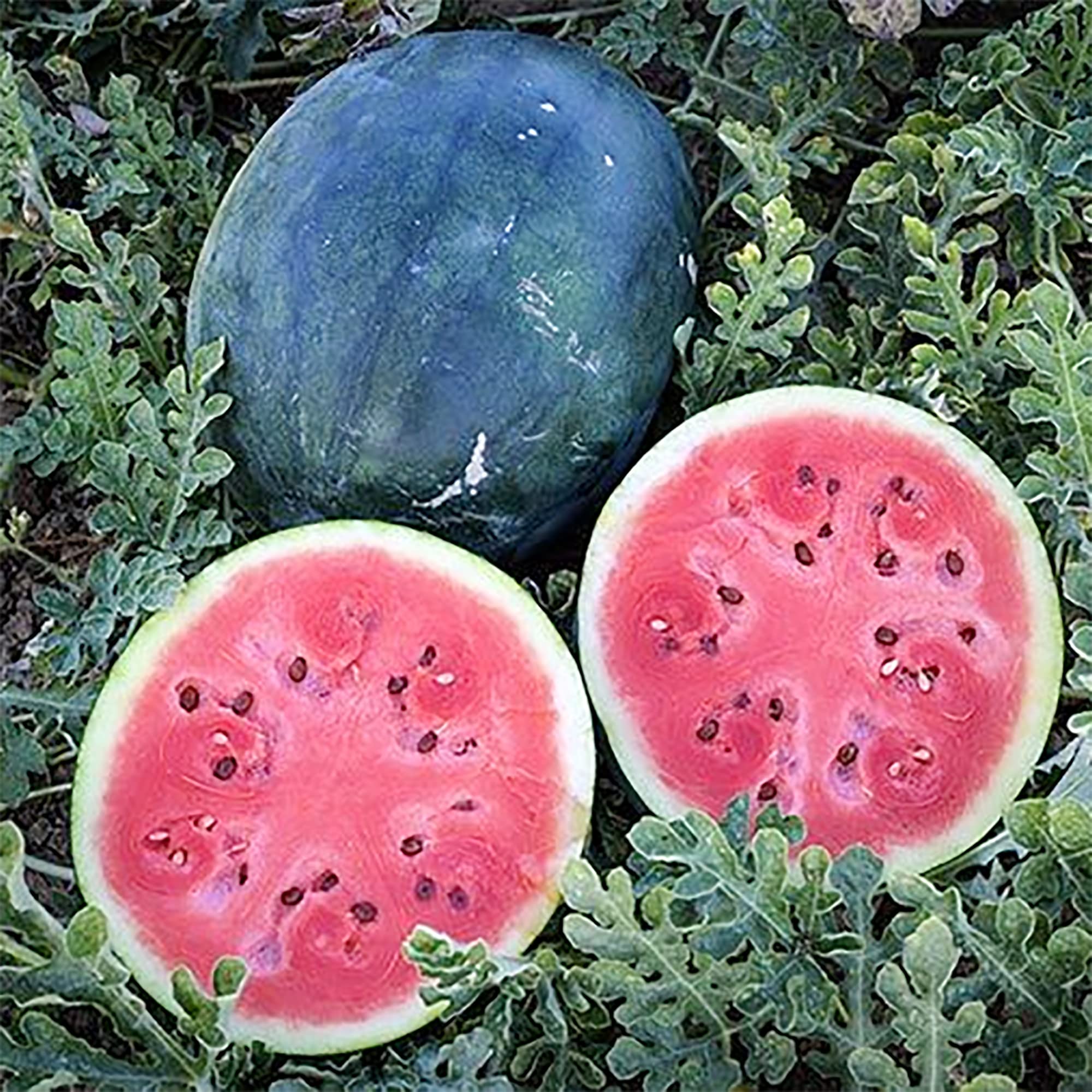 Watermelon Seeds - Densuke - Summer Patch, Edible Garden (Citrullus ...