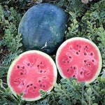 Densuke Watermelon seeds packet Non-GMO for summer patch