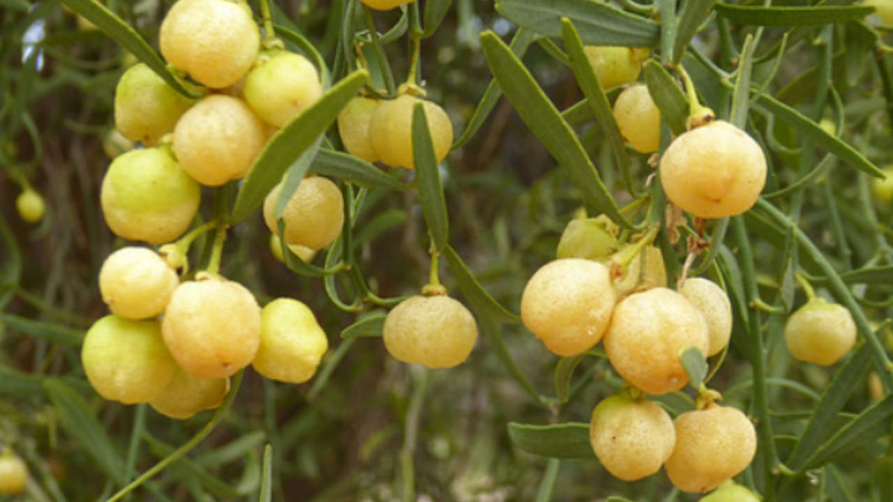 Desert Lime (Citrus glauca)