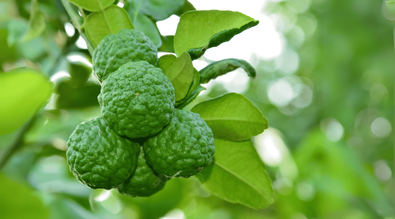 Desert Lime (Citrus glauca)