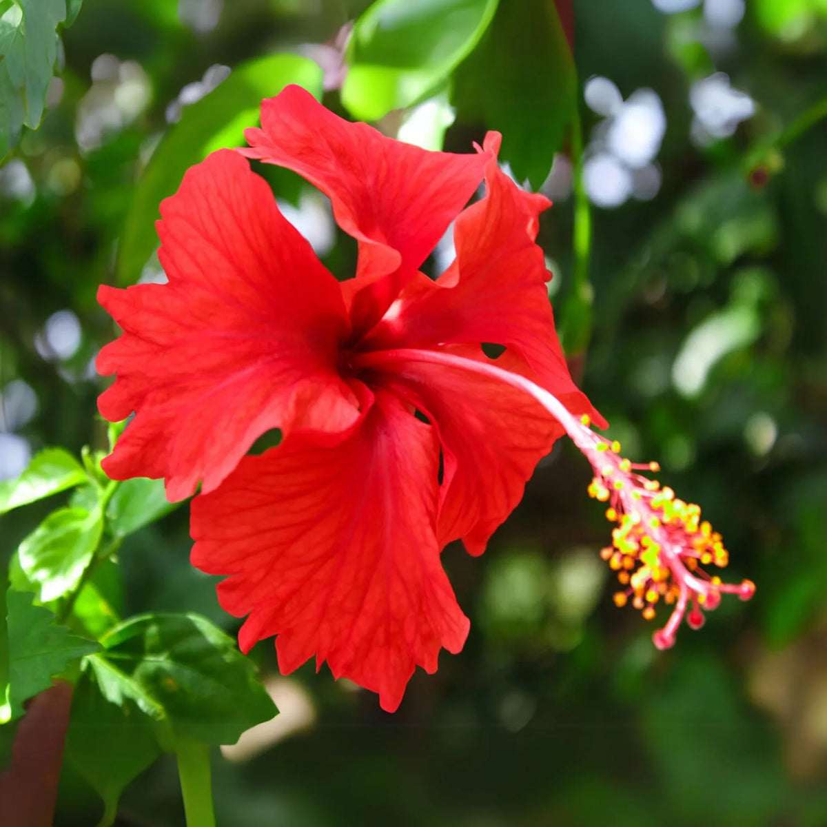 Hibiscus Rosa-Sinensis Red Teller Flowering Seeds For Planting in home garden or garden beds