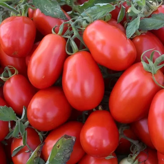 Determinate Late Maturity, High Yield, Disease Resistant Hybrid Tomato heirloom non-gmo organic garden seeds