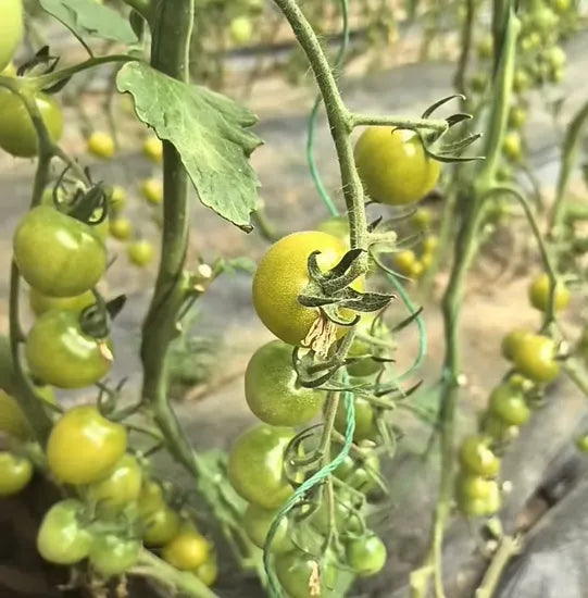 Determinate Mid Early Maturity, Disease Resistant, Vigorous Growth Square Round Shape Tomato heirloom non-gmo organic garden seeds