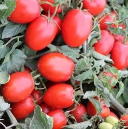 Determinate Mid Early Maturity, High Content Of Lycopene, High Yield Tomato heirloom non-gmo organic garden seeds