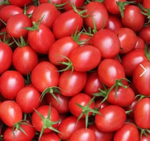Determinate Mid Early Maturity, Vigorous Growth, Good Coverage Tomato heirloom non-gmo organic garden seeds