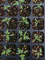 Determinate Tomato Crack Resistant Tomato For Planting heirloom non-gmo organic garden seeds