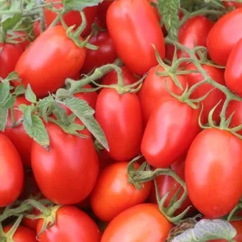 Determinate Tomato Crack Resistant Tomato For Planting – Heirloom, Non-GMO, High Germination Organic Garden Seeds