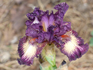 Devil's Playground Intermediate Iris