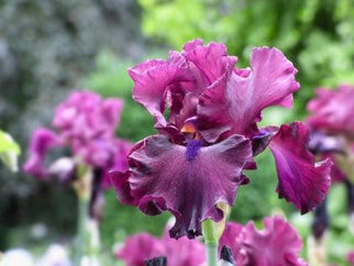 Devil's Punchbowl Tall Bearded Iris