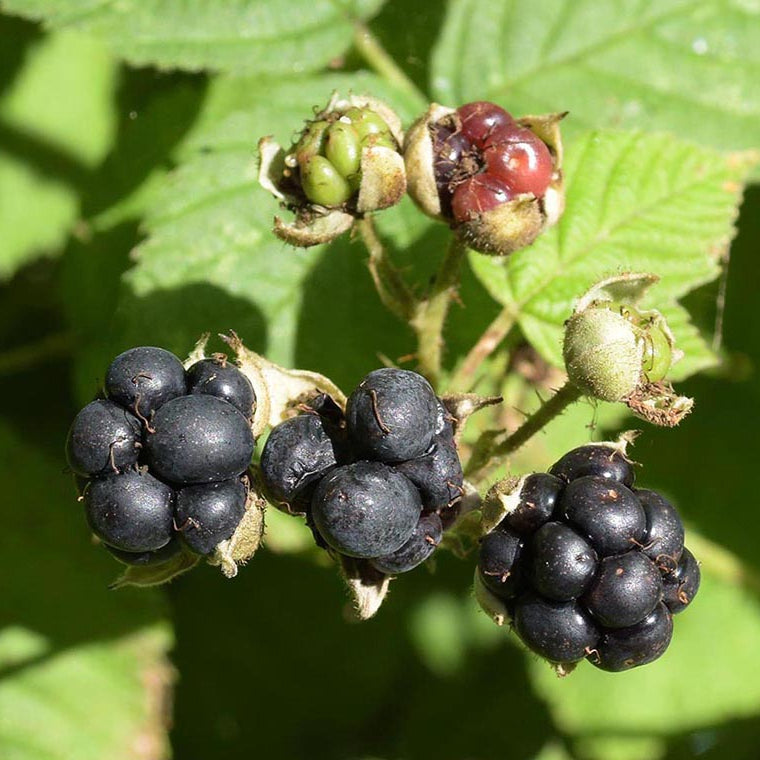 Cluster of ripe, dark Dewberry fruit (berries) ready for harvest
