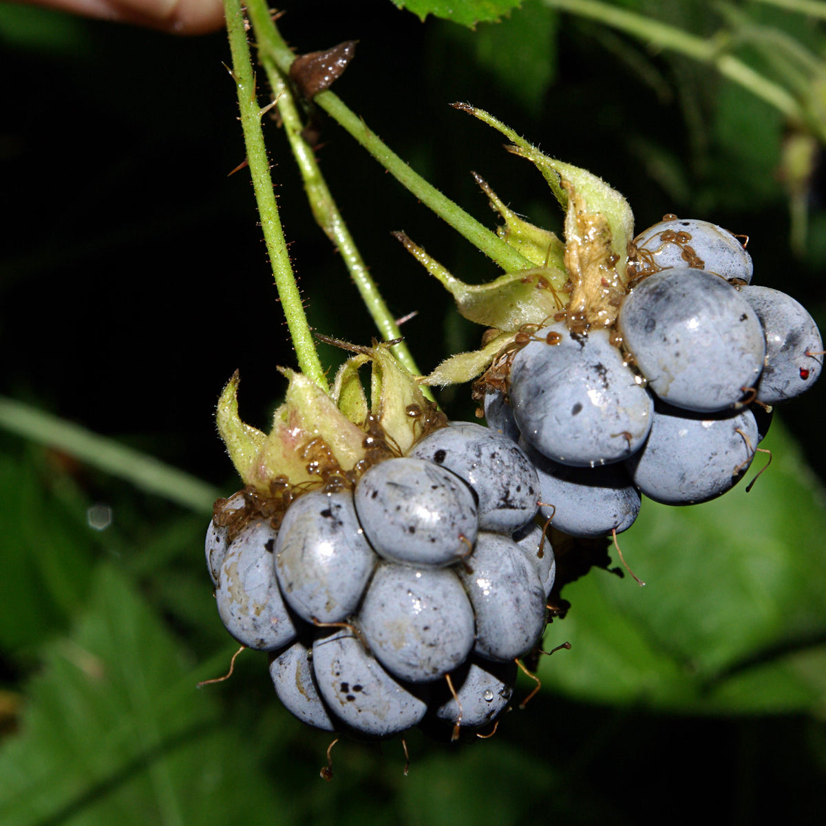 Dewberry perennial plant with trailing canes in the home garden ground cover