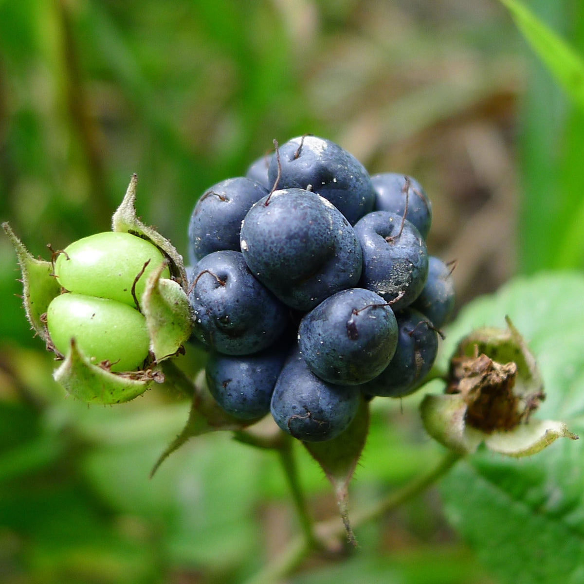 Dewberry plant seeds packet Non-GMO for home garden