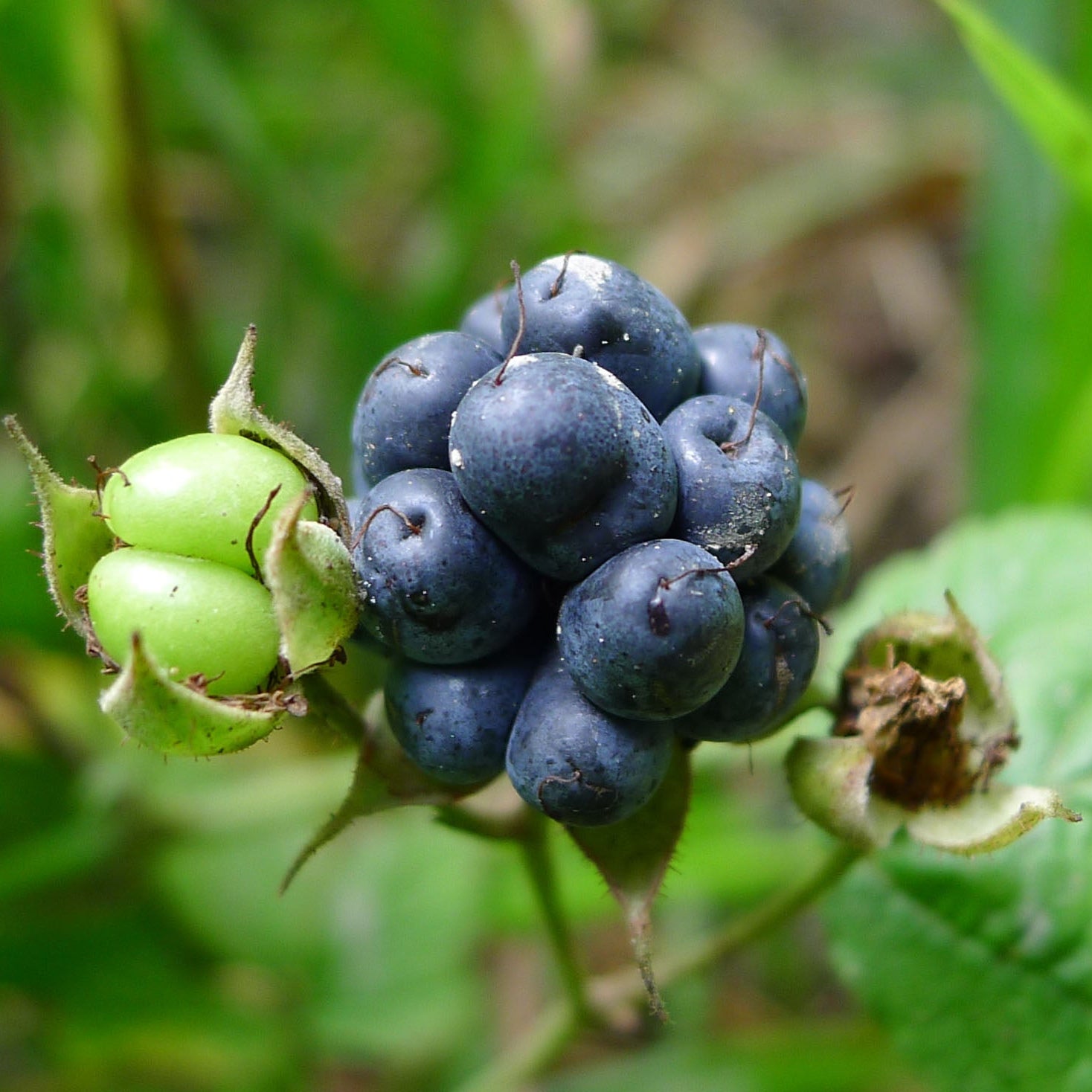 Dewberry plant seeds packet Non-GMO for home garden
